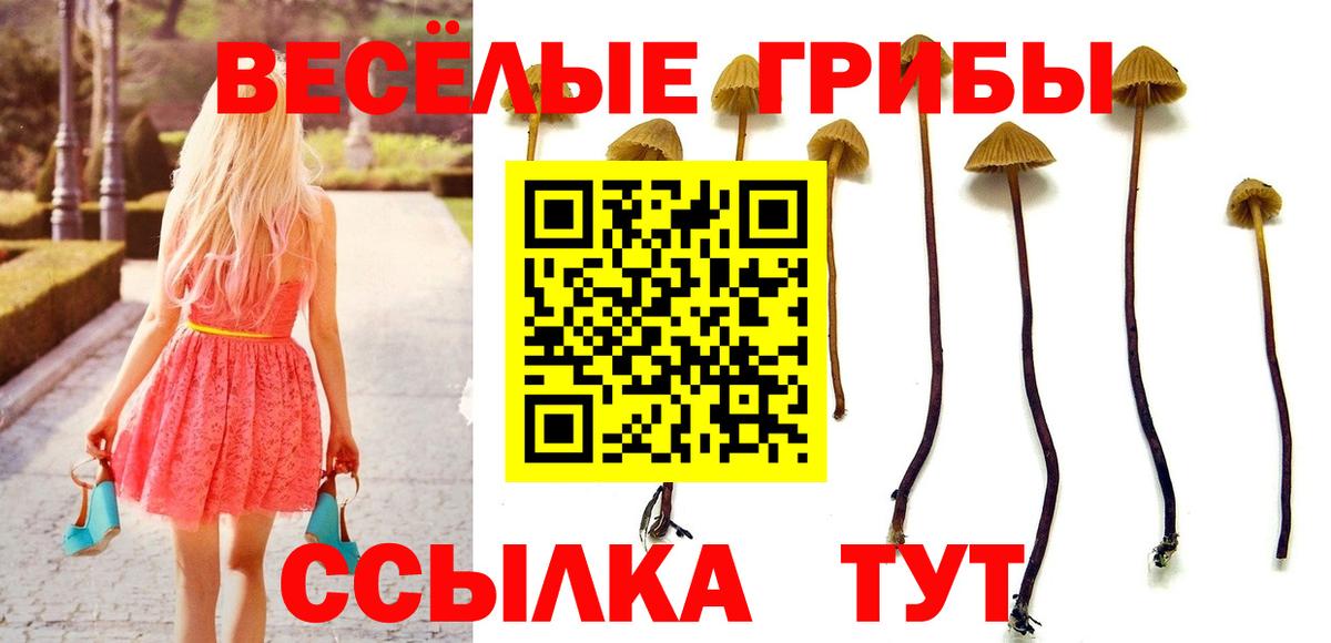 Псилоцибиновые грибы Psilocybe  Вход с VPN  Красноармейск  Галлюциногенные грибы прущие грибы 